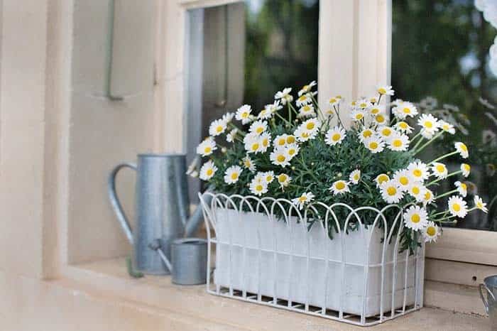 Brighten Up Any Room with Vibrant Daisies