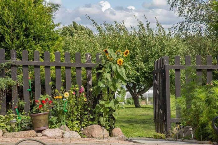 Accent A Gate With Welcoming Sunflowers