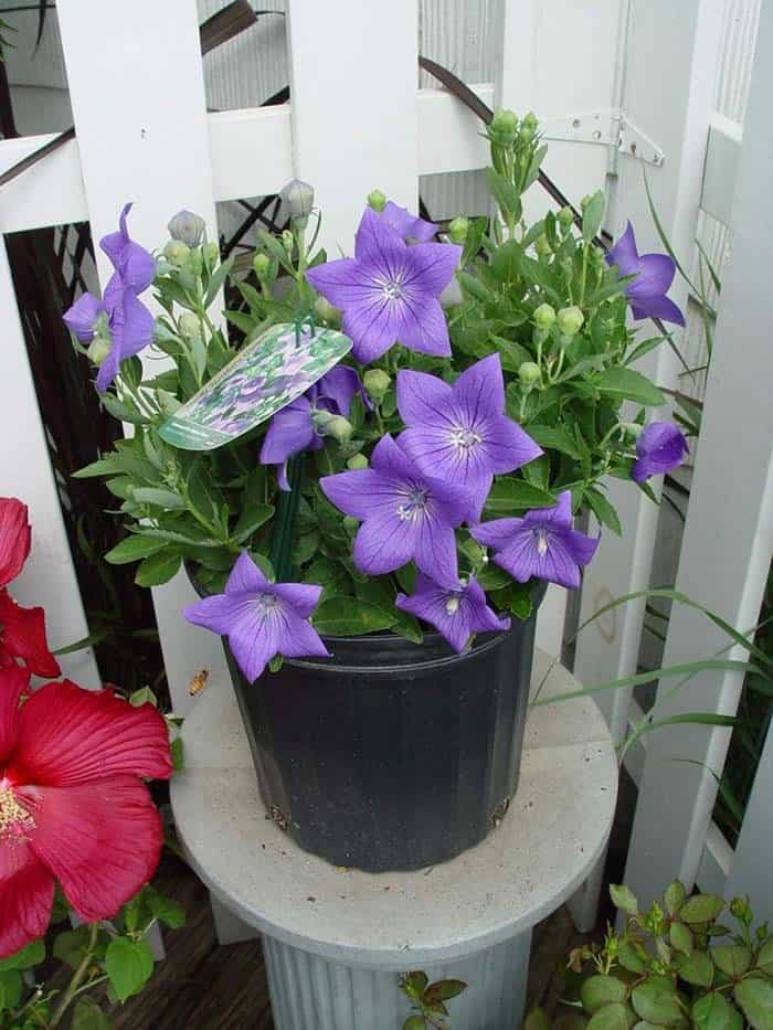 Balloon Flower