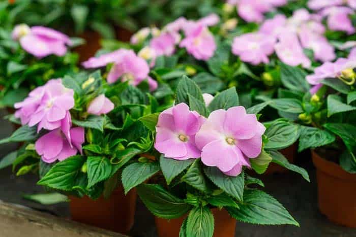 New Guinea Impatiens ( Impatiens Hawkeri )