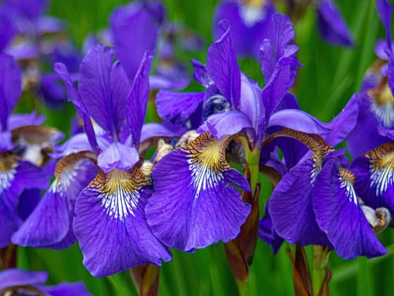 Iris