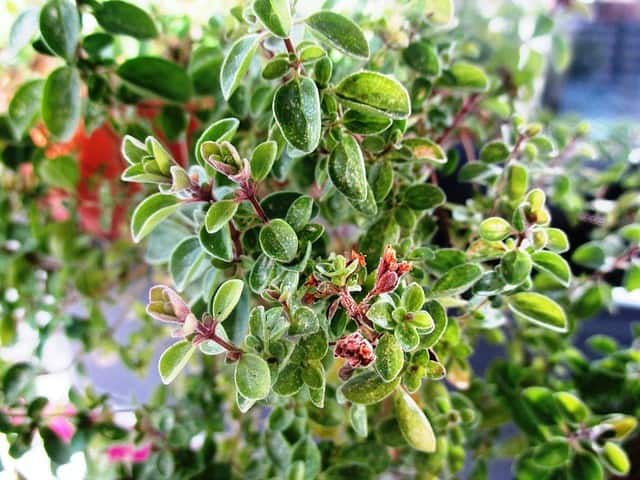 Aromatic Sweet Marjoram