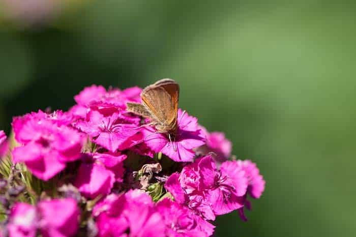 Garden Phlox