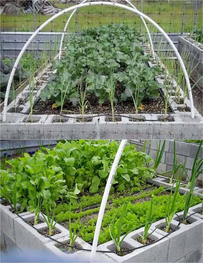 Garden Bed Cover With Cinder Blocks