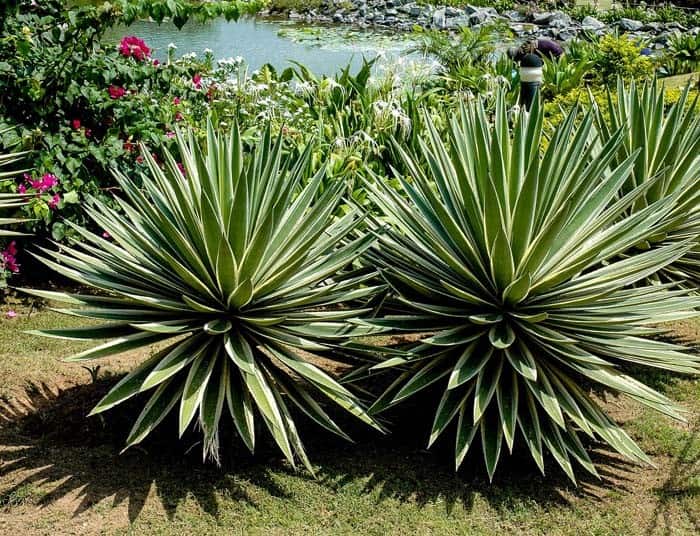 Agave