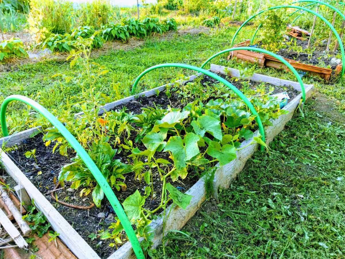 Isolated Garden