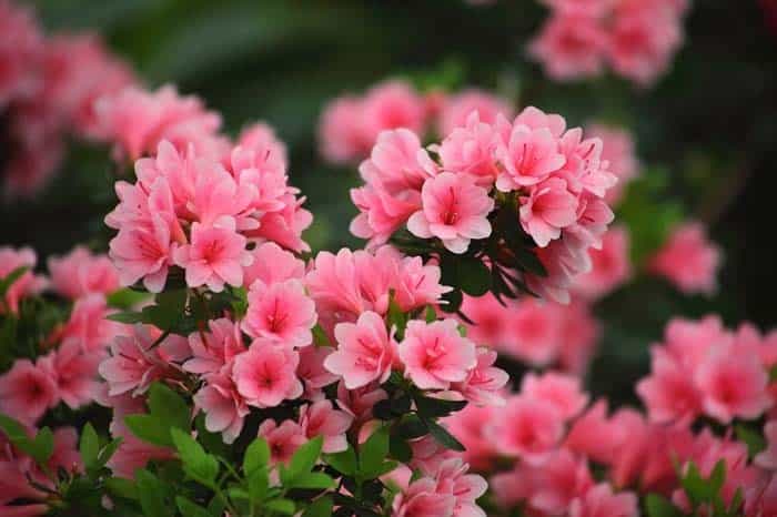 Azalea Flower