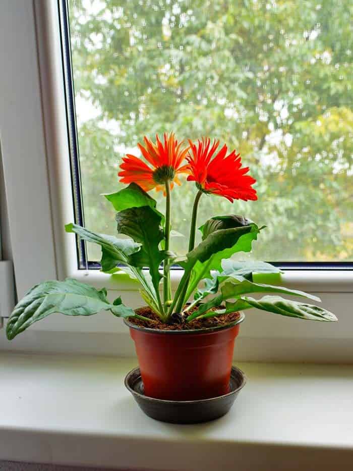 Improve Your Indoor Air Quality with a Gerbera Plan