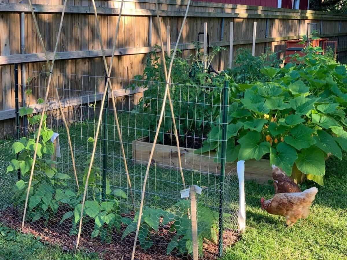 A-frame And A Net Trellis Idea