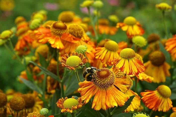 Blanket Flower ( Gaillardia aristata )