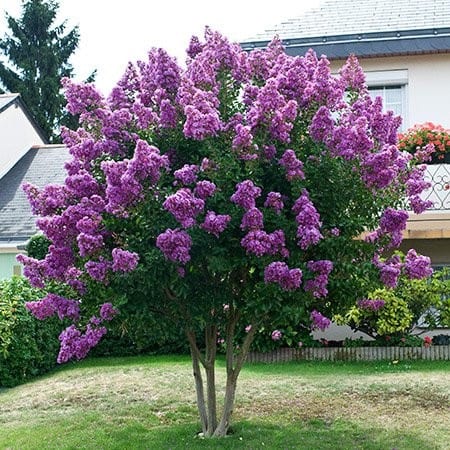 Twilight Crape Myrtle