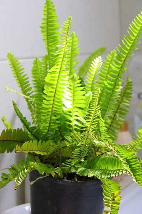 Boston Fern Houseplant