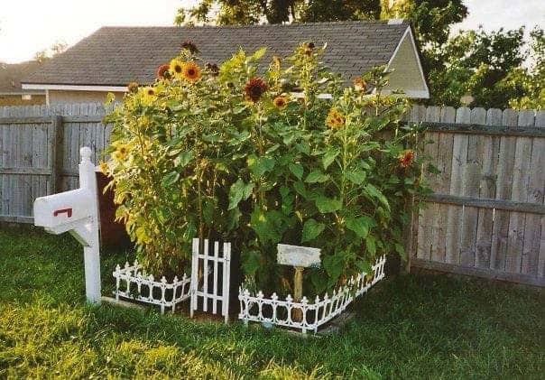 Corral A Patch With A Mini Fence