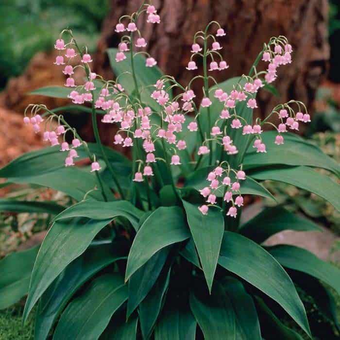 Lily-of-the-Valley (Convallaria Majalis)