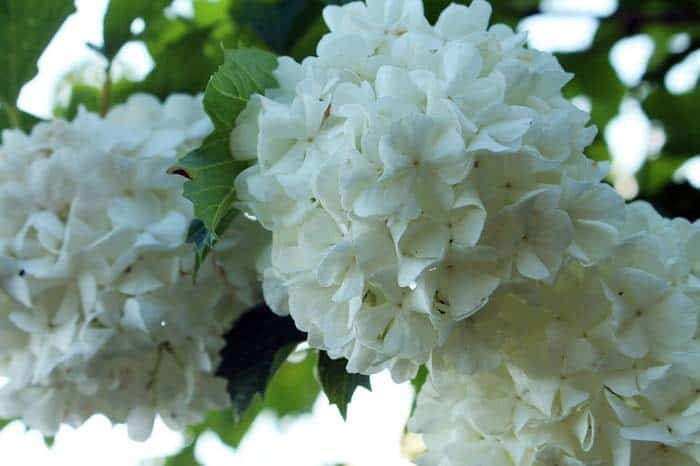 Tree Hydrangea