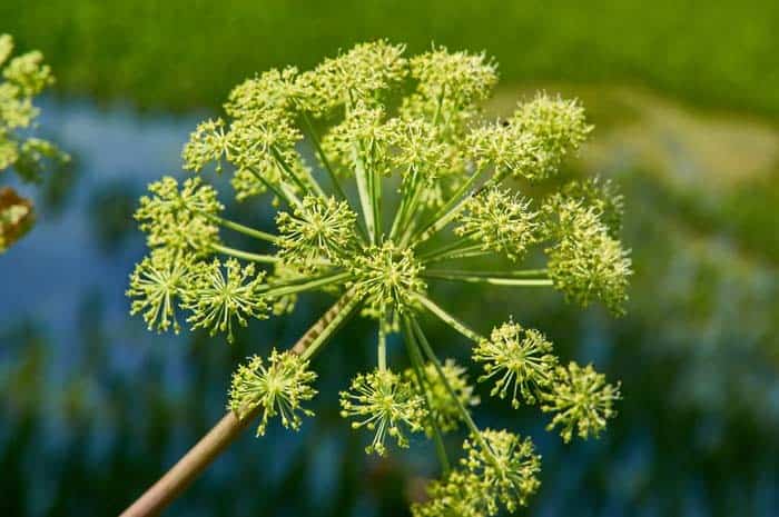 Wild Celery