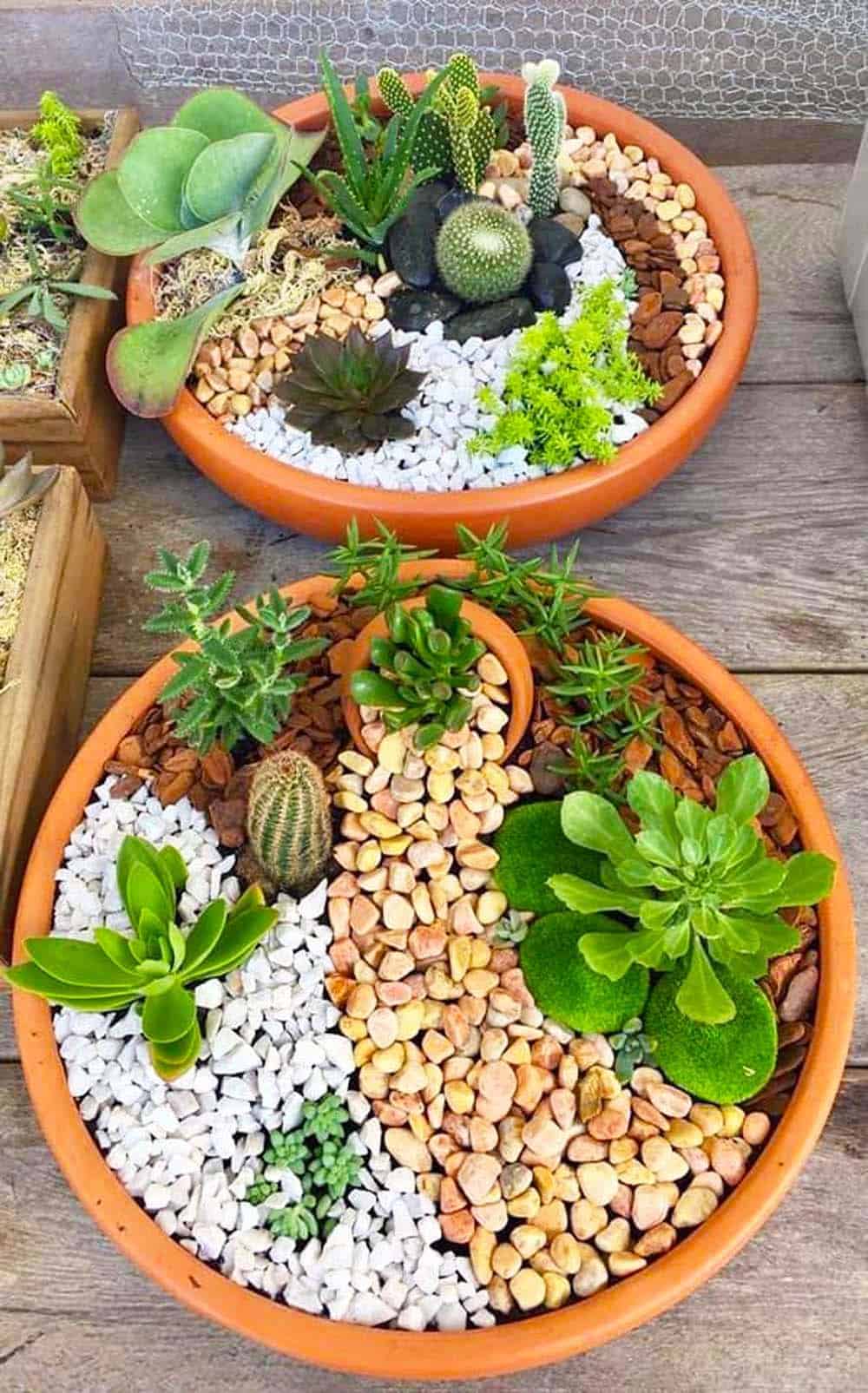 Succulent Harmony