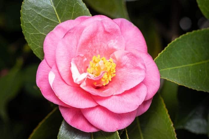 Camellia (Camellia spp.)