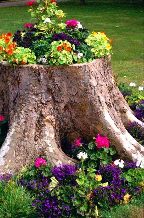 Covert Tree Stump Into a Flower Bed