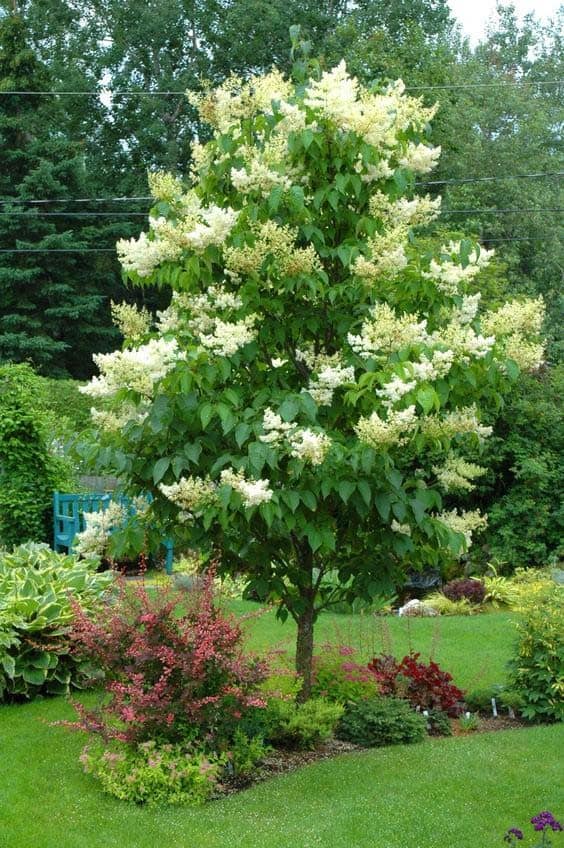 Ivory Silk Japanese Tree Lilac