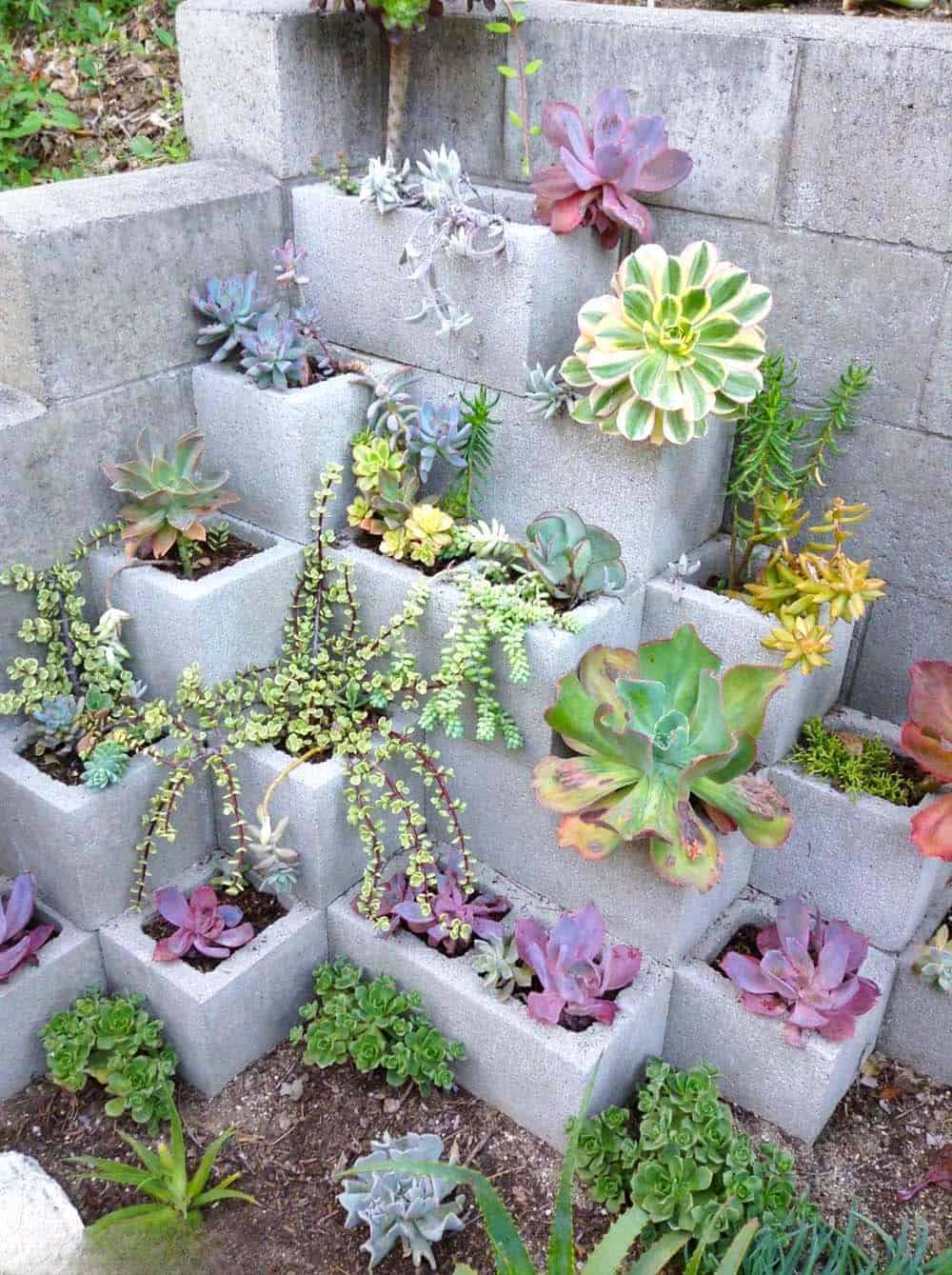 Succulent Cinderblock Wall