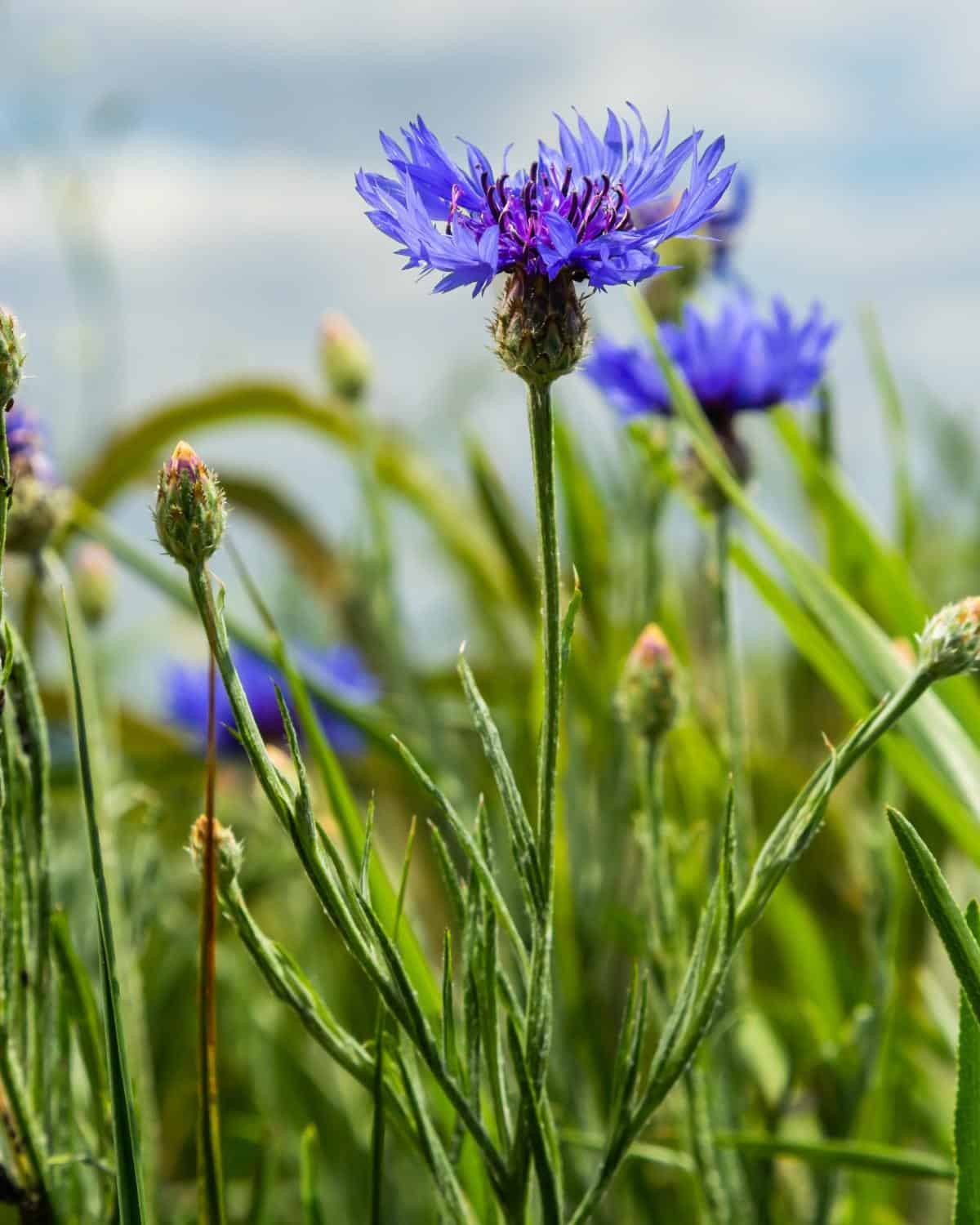 Cornflower