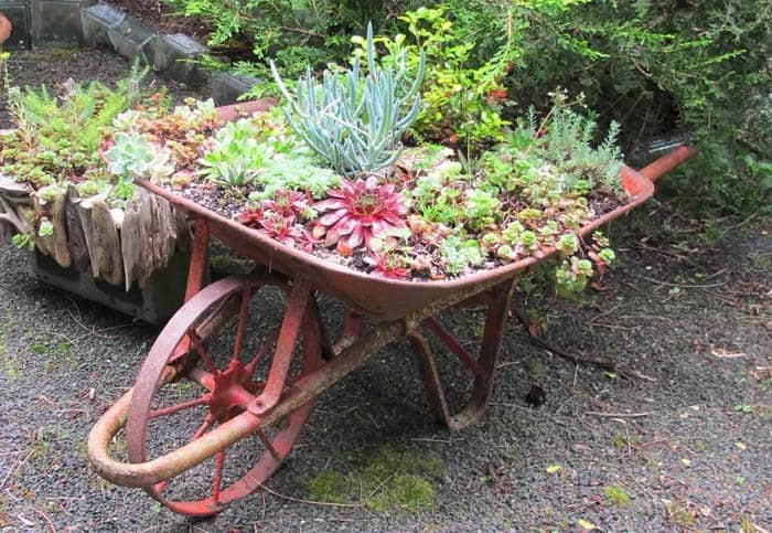 Water-Wise Plants Thrive in Old Wheelbarrow