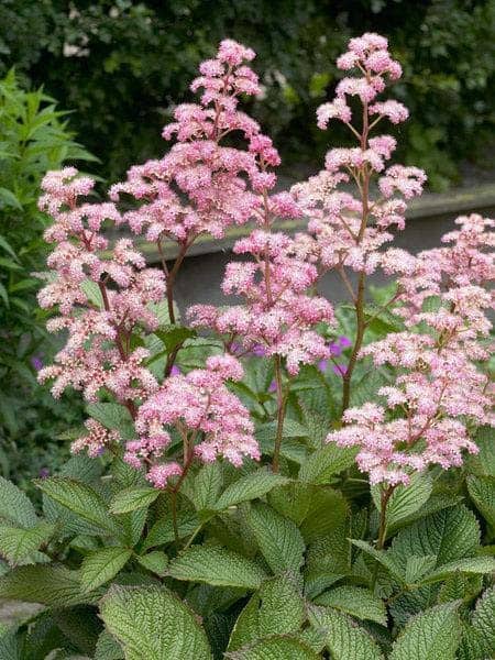 Rodgersia (Rodgersia Pinnata)