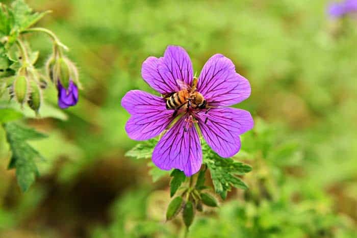 Cranesbill Geranium