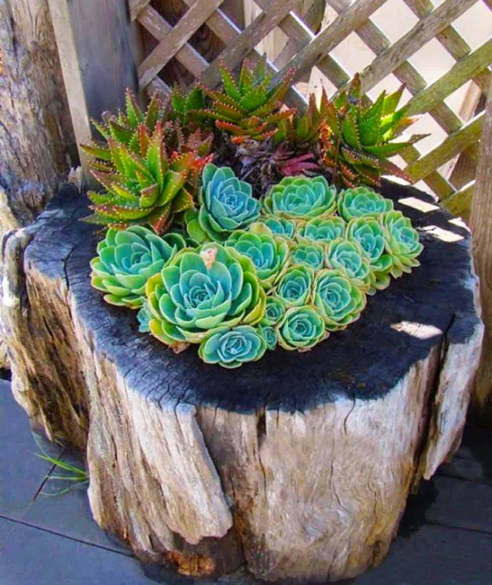 Succulent Stump Planter