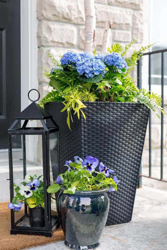 Add Summer Charm with Hydrangeas