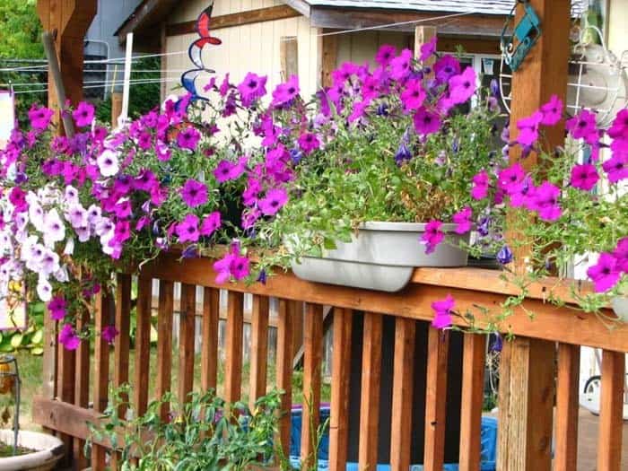 Decorate Your Porch Railing with Petunias