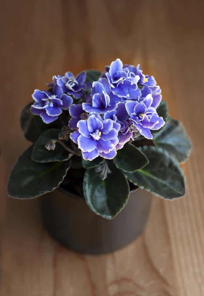 African Violets