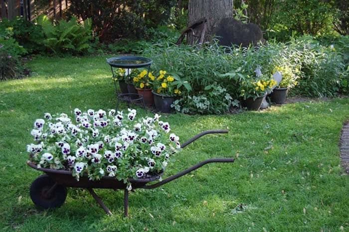 All Black Wheelbarrow Is Backdrop for Pansies