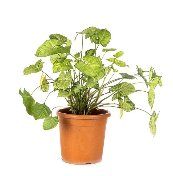 Arrowhead Vine Houseplant