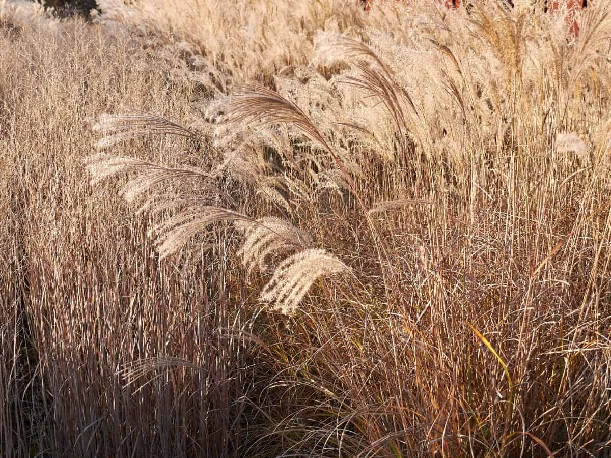 Eulalia Grass