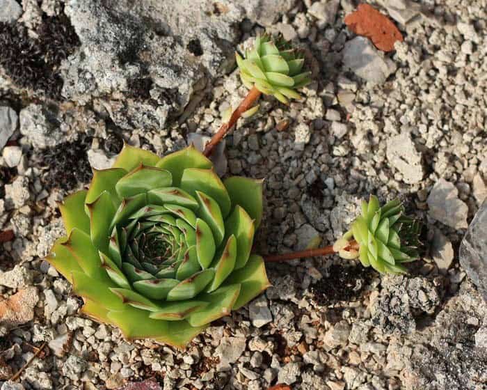 Hens and Chicks Succulent