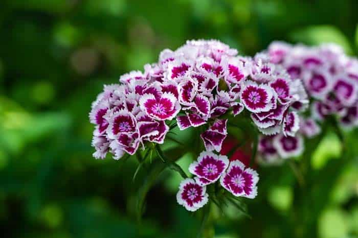 Dianthus