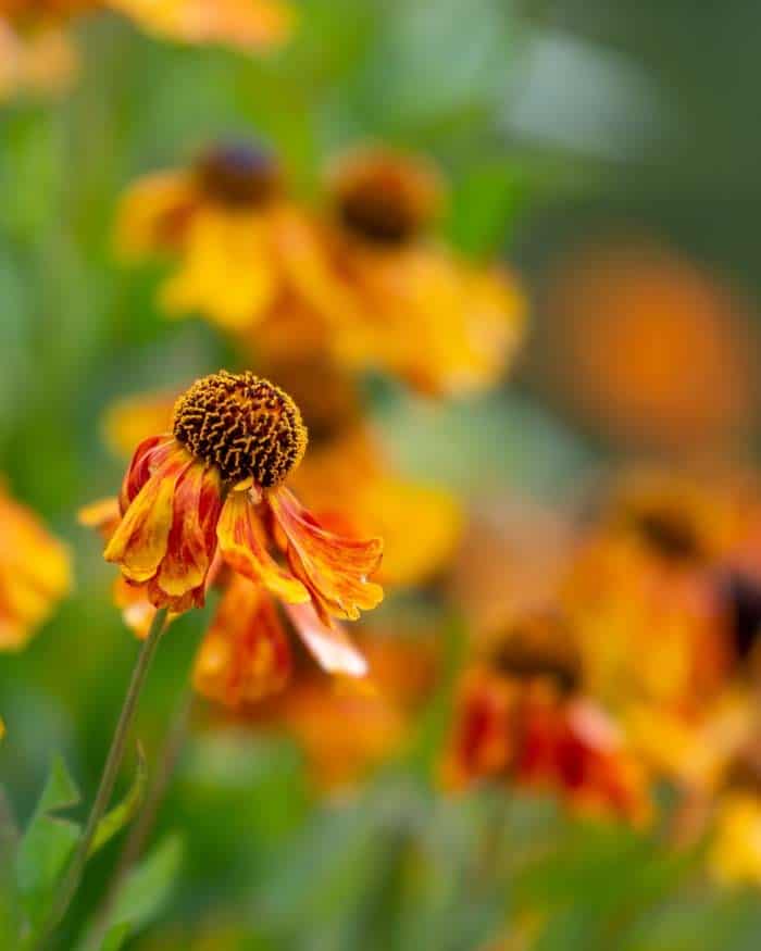 Sneezeweed (Helenium autumnale)