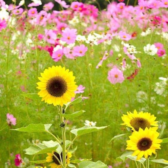 Cheery Pink And Yellow Spring Flowers