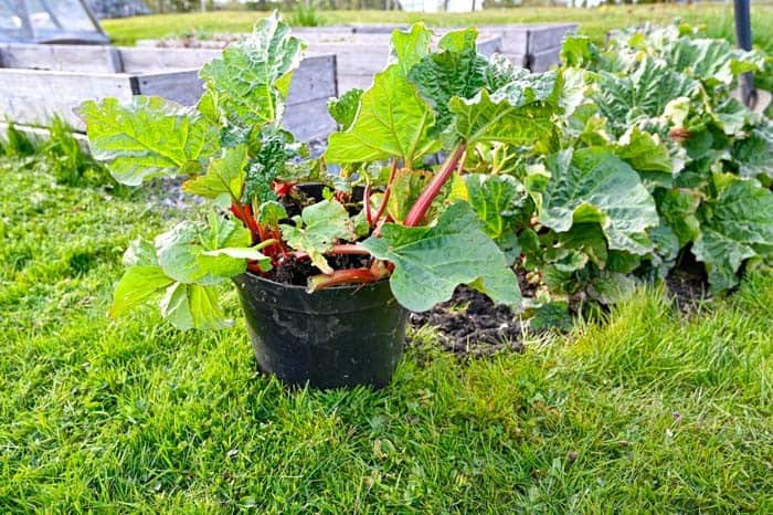 Rhubarb