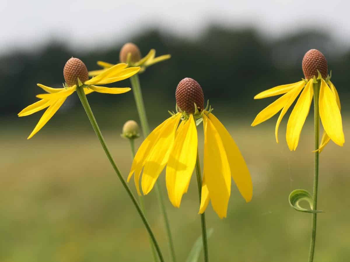 Drooping Coneflower