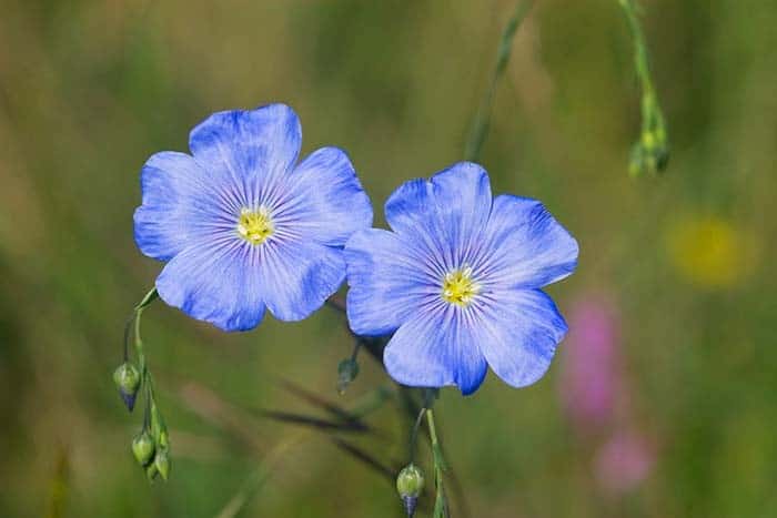 Small Flowers, Plants, Grasses