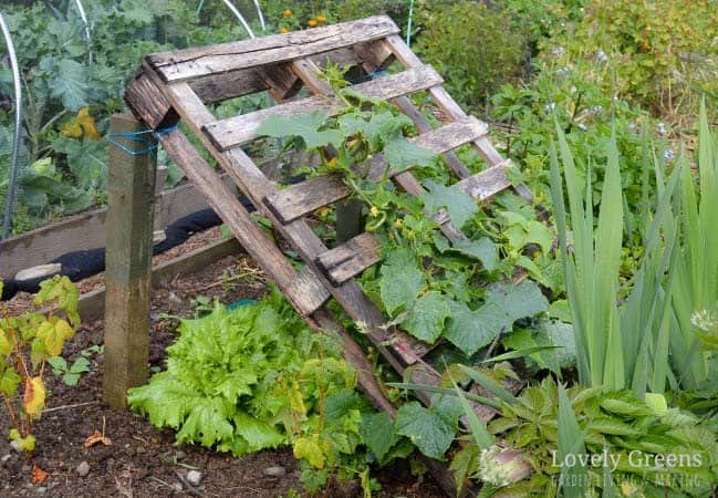 Repurposed Wood Pallet Trellis