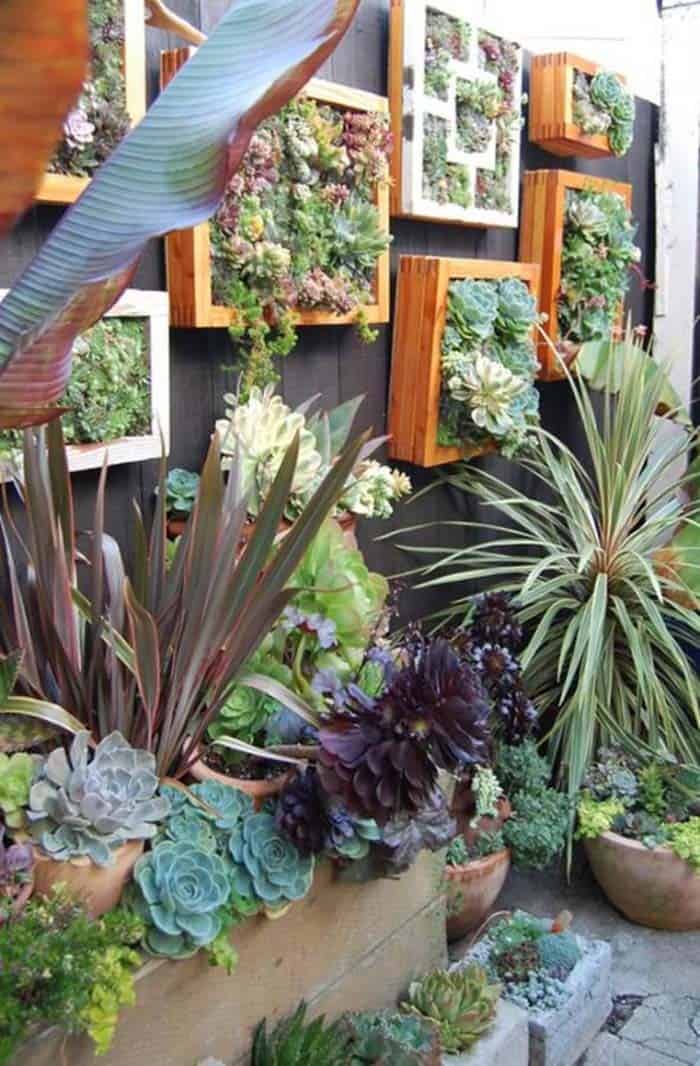 Wood Frame Succulent Wall