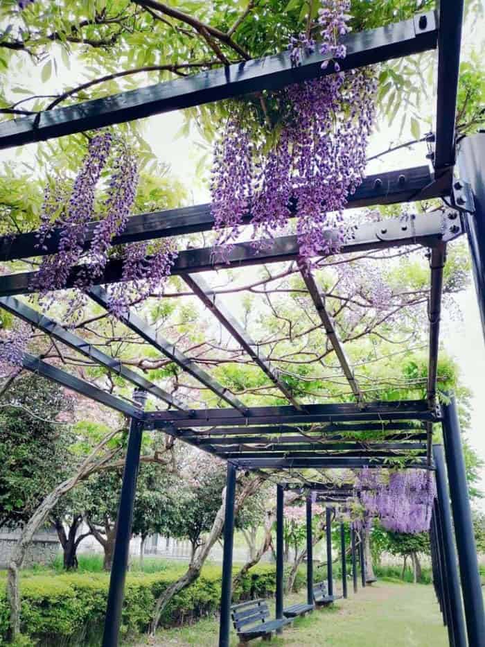 Add Hanging Plants to Your Pergola