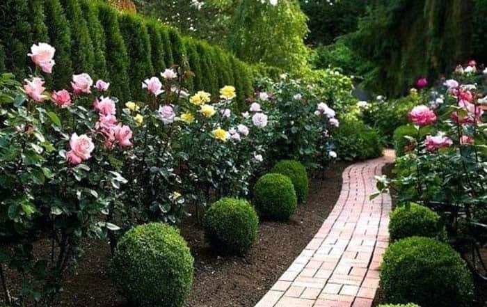 Exquisite Manicured Rose Lined Walk