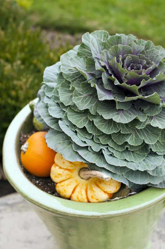 Ornamental Cabbage