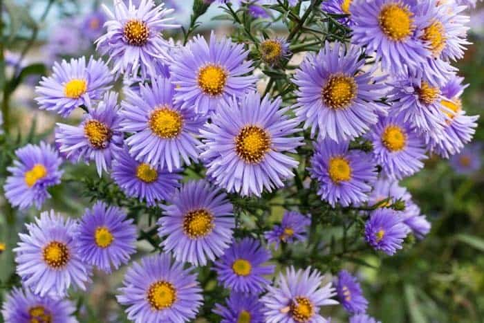 Aster