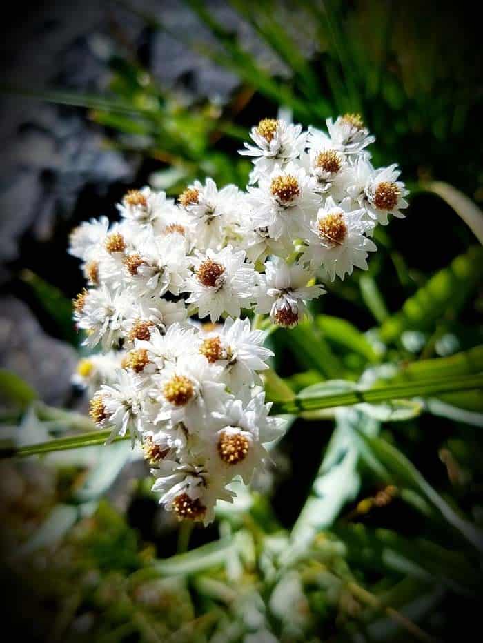 Pearly Everlasting (Anaphalis margaritacea)